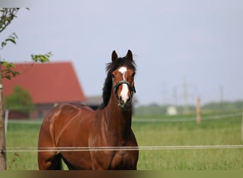 Koń westfalski, Klacz, 6 lat, 168 cm, Gniada