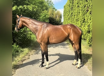 Koń westfalski, Klacz, 6 lat, 168 cm, Gniada