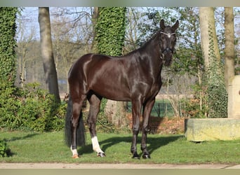 Koń westfalski, Klacz, 6 lat, 168 cm, Kara