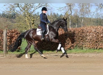 Koń westfalski, Klacz, 6 lat, 168 cm, Kara