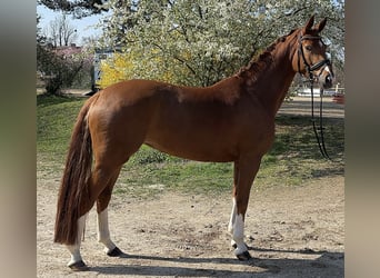 Koń westfalski, Klacz, 6 lat, 168 cm, Kasztanowata