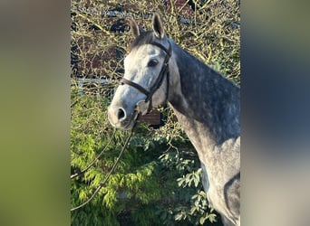 Koń westfalski, Klacz, 6 lat, 168 cm, Siwa jabłkowita