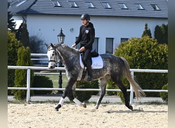 Koń westfalski, Klacz, 6 lat, 168 cm, Siwa