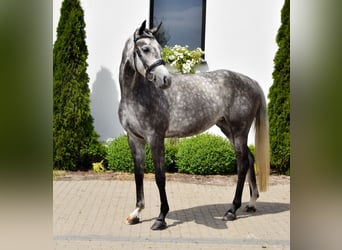 Koń westfalski, Klacz, 6 lat, 168 cm, Siwa