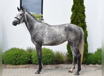 Koń westfalski, Klacz, 6 lat, 168 cm, Siwa