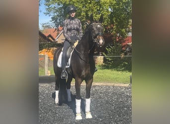 Koń westfalski, Klacz, 6 lat, 168 cm, Skarogniada