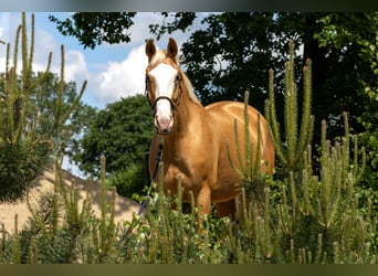 Koń westfalski, Klacz, 6 lat, 169 cm, Izabelowata