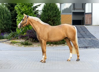 Koń westfalski, Klacz, 6 lat, 169 cm, Izabelowata