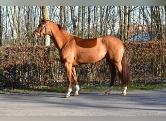 Koń westfalski, Klacz, 6 lat, 169 cm, Kasztanowata