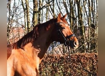 Koń westfalski, Klacz, 6 lat, 169 cm, Kasztanowata