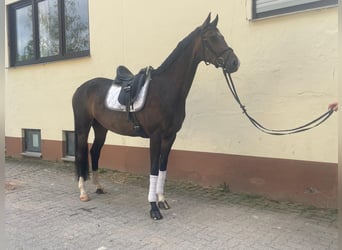 Koń westfalski, Klacz, 6 lat, 170 cm, Ciemnogniada
