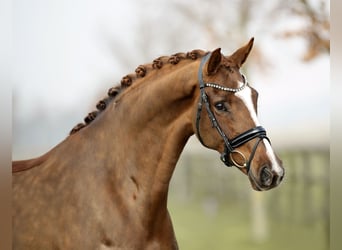 Koń westfalski, Klacz, 6 lat, 170 cm, Ciemnokasztanowata