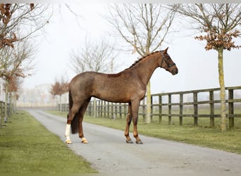 Koń westfalski, Klacz, 6 lat, 170 cm, Ciemnokasztanowata