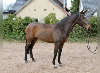 Koń westfalski, Klacz, 6 lat, 170 cm, Gniada