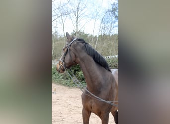 Koń westfalski, Klacz, 6 lat, 170 cm, Gniada