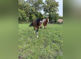 Koń westfalski, Klacz, 6 lat, 170 cm, Gniada