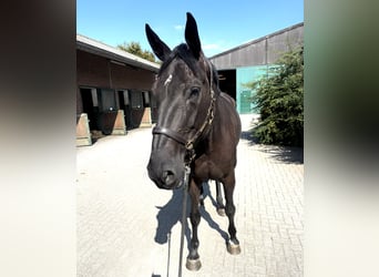 Koń westfalski, Klacz, 6 lat, 170 cm, Kara