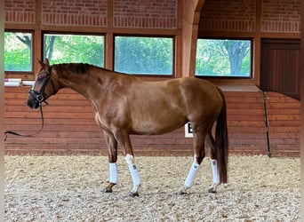 Koń westfalski, Klacz, 6 lat, 170 cm, Kasztanowata
