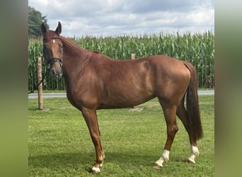 Koń westfalski, Klacz, 6 lat, 170 cm, Kasztanowata