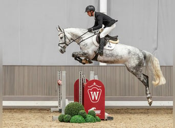 Koń westfalski, Klacz, 6 lat, 170 cm, Siwa