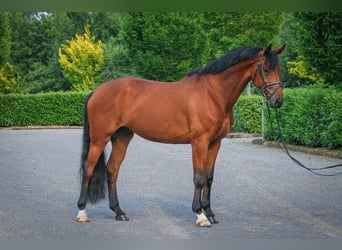 Koń westfalski, Klacz, 6 lat, 172 cm, Gniada