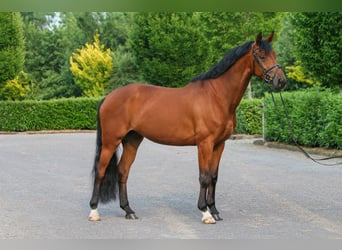 Koń westfalski, Klacz, 6 lat, 172 cm, Gniada