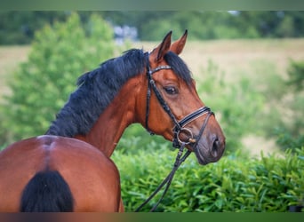 Koń westfalski, Klacz, 6 lat, 172 cm, Gniada