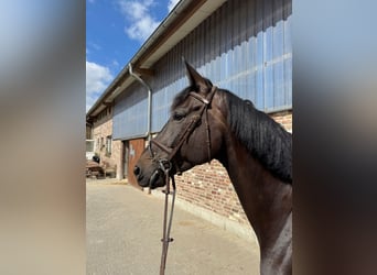 Koń westfalski, Klacz, 6 lat, 172 cm, Kara
