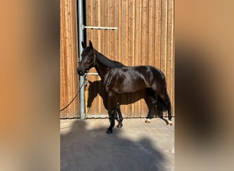 Koń westfalski, Klacz, 6 lat, 172 cm, Kara