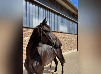 Koń westfalski, Klacz, 6 lat, 172 cm, Kara