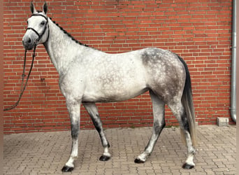 Koń westfalski, Klacz, 6 lat, 172 cm, Siwa jabłkowita