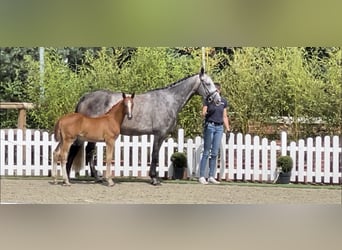 Koń westfalski, Klacz, 6 lat, 172 cm, Siwa jabłkowita