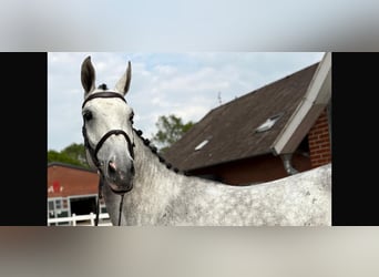 Koń westfalski, Klacz, 6 lat, 172 cm, Siwa jabłkowita