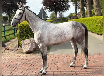 Koń westfalski, Klacz, 6 lat, 172 cm, Siwa jabłkowita