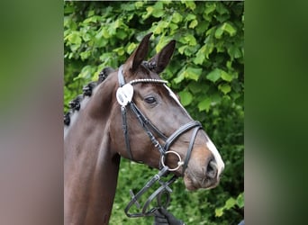 Koń westfalski, Klacz, 6 lat, 172 cm, Skarogniada