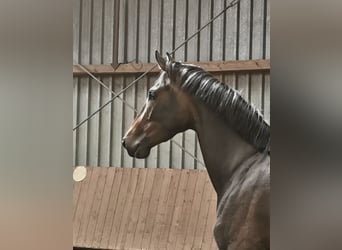 Koń westfalski, Klacz, 6 lat, 173 cm, Ciemnogniada