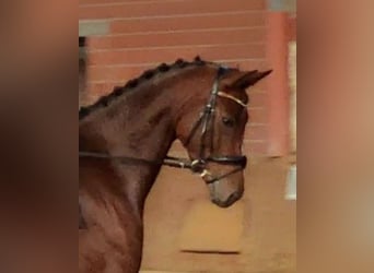 Koń westfalski, Klacz, 6 lat, 173 cm, Gniada