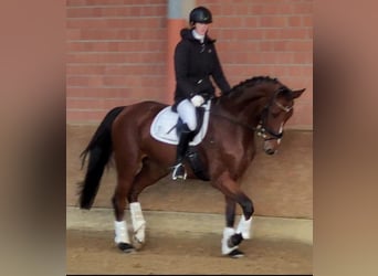 Koń westfalski, Klacz, 6 lat, 173 cm, Gniada