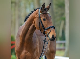 Koń westfalski, Klacz, 6 lat, 173 cm, Gniada