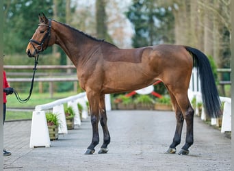 Koń westfalski, Klacz, 6 lat, 173 cm, Gniada