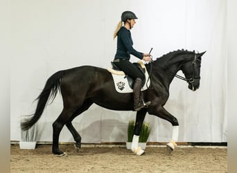 Koń westfalski, Klacz, 6 lat, 173 cm, Kara