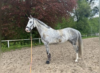 Koń westfalski, Klacz, 6 lat, 173 cm, Siwa