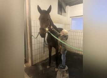 Koń westfalski, Klacz, 6 lat, 174 cm, Gniada