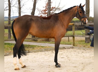 Koń westfalski, Klacz, 6 lat, 174 cm, Gniada