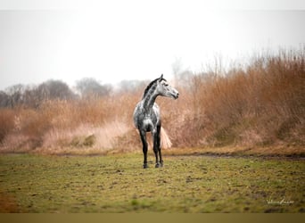 Koń westfalski, Klacz, 6 lat, 174 cm, Siwa
