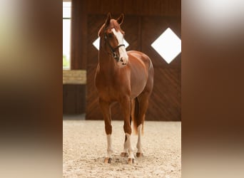 Koń westfalski, Klacz, 6 lat, 175 cm, Kasztanowata