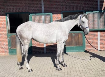 Koń westfalski, Klacz, 6 lat, 175 cm, Siwa