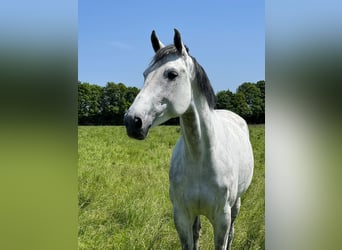 Koń westfalski, Klacz, 6 lat, 175 cm, Siwa