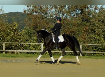 Koń westfalski, Klacz, 6 lat, 176 cm, Kara