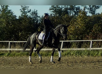 Koń westfalski, Klacz, 6 lat, 176 cm, Kara